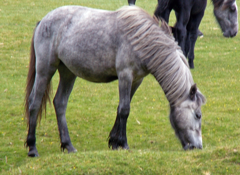36 Dartmoor Pony.JPG - KONICA MINOLTA DIGITAL CAMERA